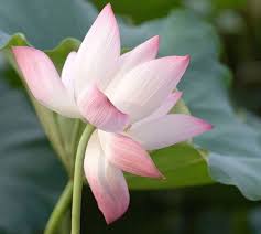 The Lotus Silk a Sustainable Fashion Textiles - Modistas | Premium Lotus Silk Dress